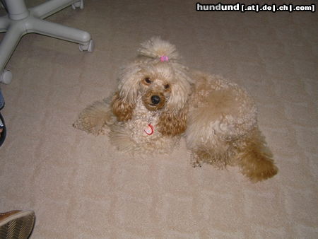 Zwergpudel Hunde Foto 26113 Zwergpudel Toffi odpoczywa