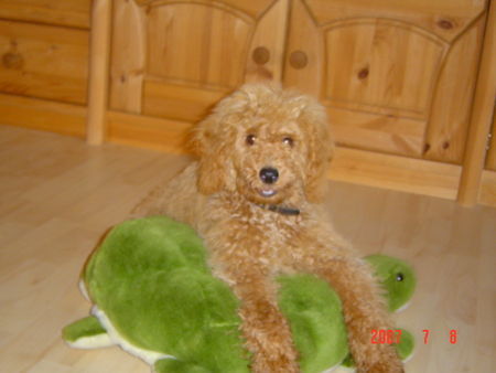 Zwergpudel Hunde Foto 39127 Zwergpudel Leo 5 Monate alt