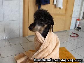 Zwergpudel Hunde Foto 25484 in höherer Auflösung ansehen Zwergpudel pudelnass...