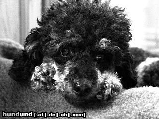 Zwergpudel Hunde Foto 26049 in höherer Auflösung ansehen Zwergpudel mein süßer... black and tan pudel axel