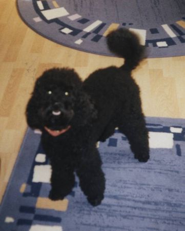 Zwergpudel Hunde Foto 2122 Zwergpudel Der schöne Jimmy