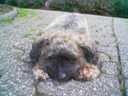 Zwergpudel Hunde Foto 30788 Zwergpudel Pino