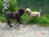Zwergpudel Foto: Lara spielt Eny ihrer neuen Freundin (ID 24411) Zwergpudel Hund