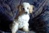 Zwergpudel Foto: My little Lucy (ID 14386) Zwergpudel Hund