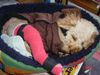 Zwergpudel Foto: Knie rechts operiert (Patellaluxation (ID 19774) Zwergpudel Hund