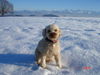 Zwergpudel Foto: Lara derglücklicher Pudel!!! (ID 28128) Zwergpudel Hund