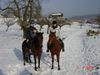 Zwergpudel Foto: Knie Ops darf nicht laufen, reiten schon (ID 19775) Zwergpudel Hund