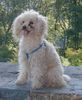 Zwergpudel Foto: RICKY...my precios treasure! (ID 28825) Zwergpudel Hund