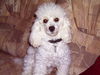 Zwergpudel Foto: My little Lucy 2 (ID 27852) Zwergpudel Hund