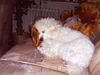 Zwergpudel Foto: My little Lucy 3 (ID 27853) Zwergpudel Hund
