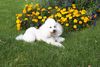 Zwergpudel Foto: Nicky vor den Blumen (ID 3990) Zwergpudel Hund