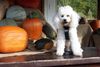 Zwergpudel Foto: Unser weißer Zwergpudel Nicky (ID 3957) Zwergpudel Hund