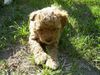 Zwergpudel Foto: die kleine freche Amy (ID 6297) Zwergpudel Hund
