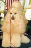 Zwergpudel Foto: BIGALL z Jantarowej Fugi (ID 9572) Zwergpudel Hund