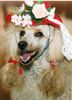 Zwergpudel Foto: BU-BU MON CHERI Adorea (ID 9573) Zwergpudel Hund