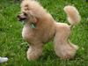 Zwergpudel Foto: CHEWALIER MON CHERI Adorea (ID 9574) Zwergpudel Hund