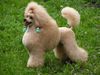 Zwergpudel Foto: CHEVALIER MON CHERI Adorea (ID 12565) Zwergpudel Hund