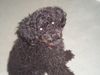 Zwergpudel Foto: Mr. Copol...1 (ID 26093) Zwergpudel Hund