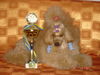 Zwergpudel Foto: Cheri www.cheri.webppark.pl (ID 25494) Zwergpudel Hund