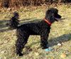 Zwergpudel Foto: Kimo - beim Ballspiel (ID 11828) Zwergpudel Hund