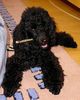 Zwergpudel Foto: Kimo - ganz entspannt (ID 11830) Zwergpudel Hund