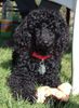 Zwergpudel Foto: Kimo - mit Kauknochen (ID 11829) Zwergpudel Hund