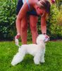 Zwergpudel Foto: DAJMOND Chewan (ID 12540) Zwergpudel Hund