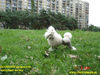 Zwergpudel Foto: Dajmus www.cheri.webpark.pl (ID 27568) Zwergpudel Hund