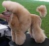 Zwergpudel Foto: EL PALMARI Adorea (ID 9575) Zwergpudel Hund