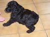 Zwergpudel Foto: Unser Zwergpudel Felix mit 6 Wochen.. (ID 15671) Zwergpudel Hund