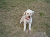 Zwergpudel Foto: Bärle 12 jahre (ID 5337) Zwergpudel Hund