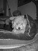 Zwergpudel Foto: Lea, 14 Wochen alt (ID 25583) Zwergpudel Hund
