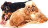 Zwergpudel Foto: Baffy & Laila, Mutter und Tochter (ID 7552) Zwergpudel Hund