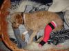 Zwergpudel Foto: Lara von Buttisholz:Knie Ops links auch noch! (ID 19776) Zwergpudel Hund