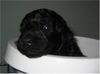 Zwergpudel Foto: Mina Murray mit 3 Wochen (ID 4533) Zwergpudel Hund