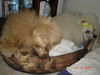 Zwergpudel Foto: Dog x 2 www.cheri.webppark.pl (ID 25497) Zwergpudel Hund