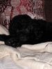 Zwergpudel Foto: Emily mit 8 Wochen (ID 7037) Zwergpudel Hund