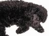 Zwergpudel Foto: Emily schläft (8 Wochen alt) (ID 7045) Zwergpudel Hund