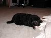 Zwergpudel Foto: Emily und ihre erste Klorolle (8 Wochen alt) (ID 7043) Zwergpudel Hund