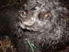 Zwergpudel Foto: Daisy (ID 14532) Zwergpudel Hund