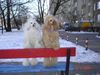Zwergpudel Foto: Cheri i Dajmus na spacerze zima (ID 21227) Zwergpudel Hund