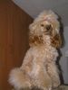 Zwergpudel Foto: Toffi odpoczywa.. (ID 26116) Zwergpudel Hund