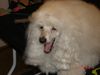 Zwergpudel Foto: Super pudel DAJMOND Ch.Pl. Ml.Ch. Pl (ID 21226) Zwergpudel Hund