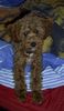 Zwergpudel Foto: Meine Süße (ID 8000) Zwergpudel Hund