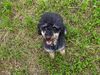Zwergpudel Foto: was guckst du... (ID 25483) Zwergpudel Hund