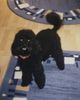 Zwergpudel Foto: Der schöne Jimmy (ID 2122) Zwergpudel Hund