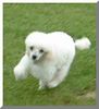 Zwergpudel Foto: Vollgas.... (ID 3876) Zwergpudel Hund