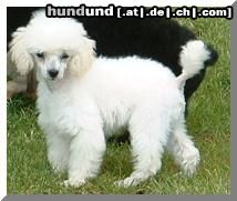 Zwergpudel Hunde Foto 3877 Zwergpudel Flocke