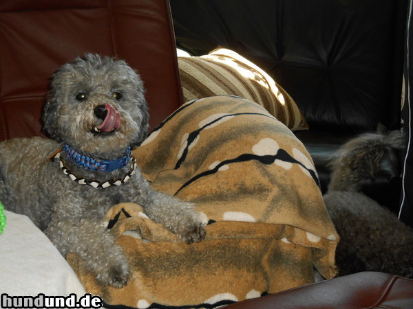 Zwergpudel Hunde Foto 47300 Zwergpudel Mein Hund Duly --- 9 Jahre alt