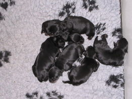 Zwergschnauzer Hunde Foto 27166 in höherer Auflösung ansehen Zwergschnauzer Der erste Wurf von O`Shari vom Loehberg